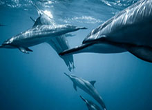 九游平台-沙职：本泽马新月首秀大演帽子戏法